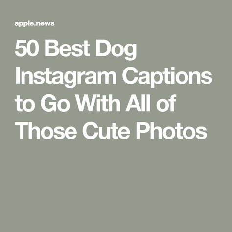 New Dog Captions Instagram, New Puppy Quotes For Instagram, Puppy Quotes For Instagram, Puppy Captions Instagram So Cute, Puppy Captions Instagram, Dog Mom Captions Instagram, New Puppy Captions, Puppies Captions Instagram, Pet Captions Instagram Dog