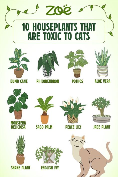 Houseplants that are toxic to cats Planting Flowers, Toxic Plants For Cats, Cat Safe Plants, Cat Safe House Plants, Houseplants Safe For Cats, Soaking Seeds Before Planting, Cat Plants, Philodendron, Safe House Plants