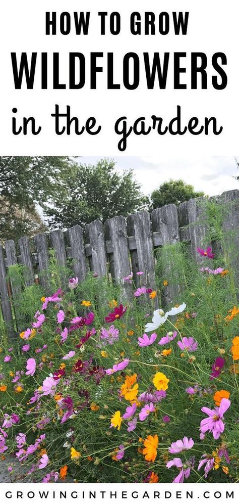 Follow The Yellow Brick Home - How to Create a Wildflower Meadow in your Garden – Follow The Yellow Brick Home Shaded Garden, Outdoor, Growing Vegetables, Planting Flowers, Gardening, Grow Wildflowers, Gardening Tips, Wildflower Seeds, Gardening For Beginners