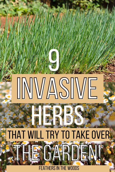 Herbs that want to take over your garden Garden Care, Layout, Best Herbs To Grow, When To Plant Herbs Outside, Growing Herbs In Pots, Medicinal Herbs Garden, Growing Herbs, Growing Herbs Outdoors, Planting Herbs