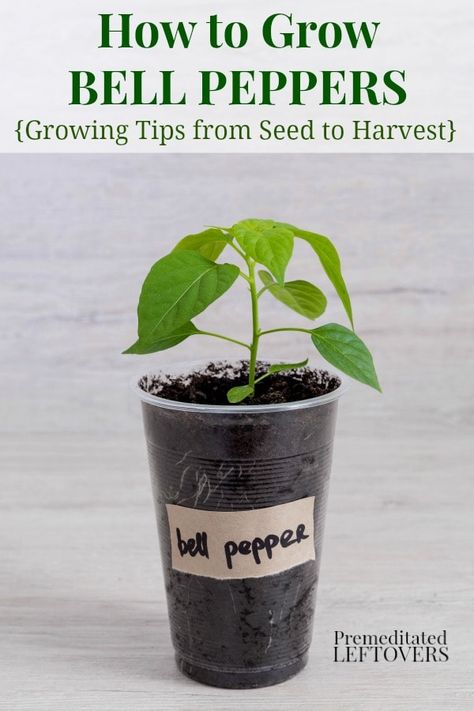 how to grow green bell peppers from seeds and how to transplant bell pepper seedlings Growing Green Peppers, Bell Pepper Plant, Growing Tomatoes Indoors, Growing Tomatoes From Seed, Growing Bell Peppers, Tips For Growing Tomatoes, Growing Peppers, Growing Tomato Plants, Tomato Farming