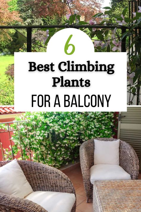 Balconies are generally limited in floor space, which means growing plants can be a challenge. An obvious solution to this problem is climbing plants. However, there are some important considerations when picking out climbing plants for a balcony. In this post, we’ll cover the things you should know before listing some of the best options for balcony climber plants. Gardening, Balcony Gardening, Indoor Climbing Plants, Privacy Plants, Outdoor Balcony, Outdoor Plants, Plants For Trellis, Porch Plants, Patio Plants