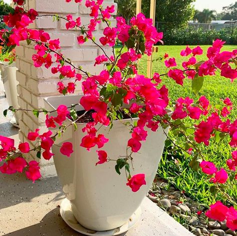 Knowing which variety of plants will actually survive and thrive in pots can be trickyTake a look at our top 20 plants that love living in pots article. Planting Flowers, Summer, Floral, Spring Planting Flowers, Planting Pots, Plants For Porch, Potted Plant Landscaping, Large Container Planting Ideas Full Sun, Garden Plant Pots