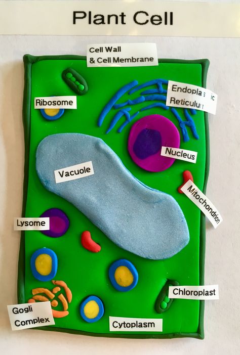 Crafts, Plant Cells Project Ideas, Plant Cell Project Ideas Models, Plant Cell Project Models, Plant Cell Project, Plant Cell Parts, Plant Cell 3d Model Projects, Cell Diagram Project, Plant Cell Diagram