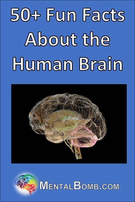 Over 50 fun facts about your brain and fun facts for kids, learn more about it's anatomy, physiology, function, and so much more! #FunFacts Photography, Kids, Human, Bio, Fun, Law, Hacks, Quick, Beginner Photography