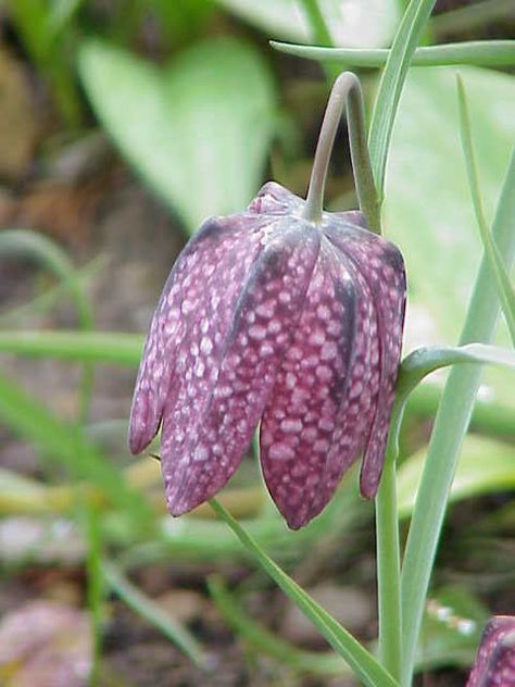 Plan Discover 10 unique and uncommon flower bulbs to plant this Fall to bring some spring beauty to your property for years to come #flowerbulbs #perennialflowers Jewellery, Flowers, Floral, Jewelry, Floral Rings