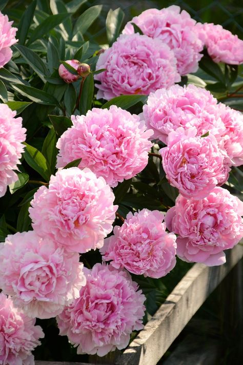 Gardening, Planting Flowers, Flower Beds, Peony Sarah Bernhardt, Paeonia Lactiflora, Peonies Garden, Flower Garden, Flower Arrangements, Peony Flower