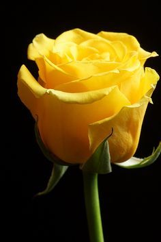 Yellow Rose Yellow Roses, Yellow Flowers, Rose Buds, Pretty Roses, Rose Flower, Pretty Flowers, Rose Garden, Beautiful Rose Flowers, Beautiful Roses