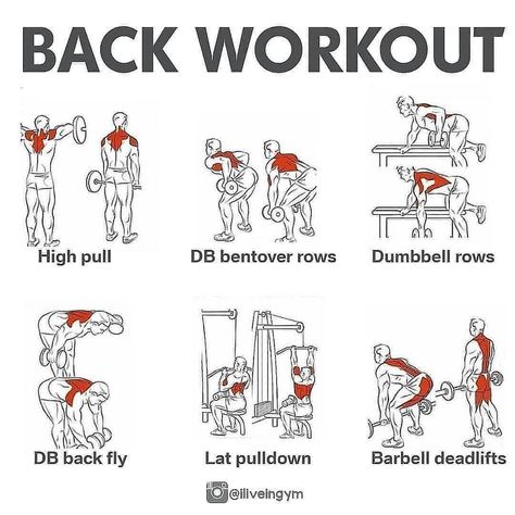 Fitness | Nutrition | Training on Instagram: “✅Back Workout 🔥 • SAVE FOR YOUR BACK DAY💪! . Follow us for more ❤️ - What’s your favourite muscle group to workout? ➖➖➖➖➖➖➖➖➖➖…” Fitness, Gym, Muscle Groups To Workout, Bicep Workout Gym, Dumbbell Back Workout, Dumbell Workout, Dumbbell Workout, Back Workout Bodybuilding, Gym Workouts For Men