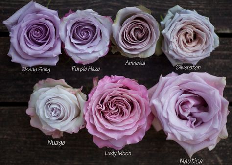 Pink Roses, Floral, Purple Flowers, Purple Roses, Lavender Roses, Rose Varieties, Dusty Purple, Purple Haze, Purple Peonies