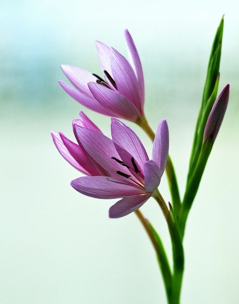 schizostylis coccinea {Kaffir lily) | A small but beautiful … | Flickr Floral, Flora, Lily Flower, Flower Aesthetic, Flowers Nature, Plant, Bloemen, Flower Images, Botanical