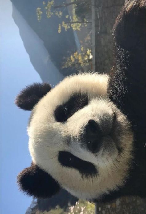Pandas, Panda, Cute Panda Wallpaper, Panda Bear, Panda Love, Cute Dogs, Cute Animal Photos, Cute Animals Images, Cute Animals