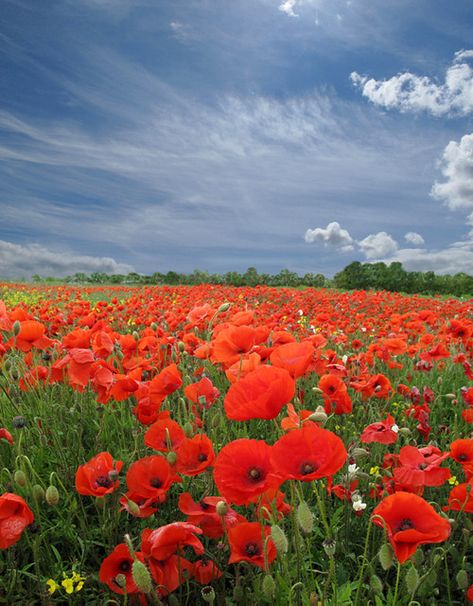 Nature, Floral, Poppies, Flowers, Flower Field, Poppy Field, Poppy Fields, Poppy Flower, Beautiful Flowers