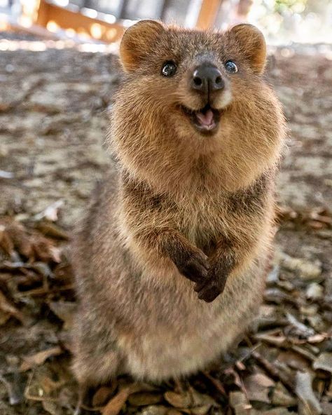 Quokka smiles!! Australia's happiest marsupial 😍❤️ This little smiling fella lives on Rottnest Island in Western Australia and there's over 10,000 of them on there! - - FOLLOW US FOR MORE VIDEOS AND PHOTOS LIKE THIS 📷🎥👆🙏❤️🌍 #cuteanimalsofinstagram #dogsdaily #cuteanimalslifestyle #wednesdayvibes #animalloversofinstagram #dogslover #animalphotograph #animalloversunite #petsofinsta #animalphotography #dogsrule #animalphotographyofinstagram #cuteanimals #wednesdayfeels #catsoftheday #wednesda Puppies, Funny Animal Pictures, Pet Birds, Joker, Cute Funny Animals, Australian Animals, Animals Friends, Animaux, Cute Animal Photos