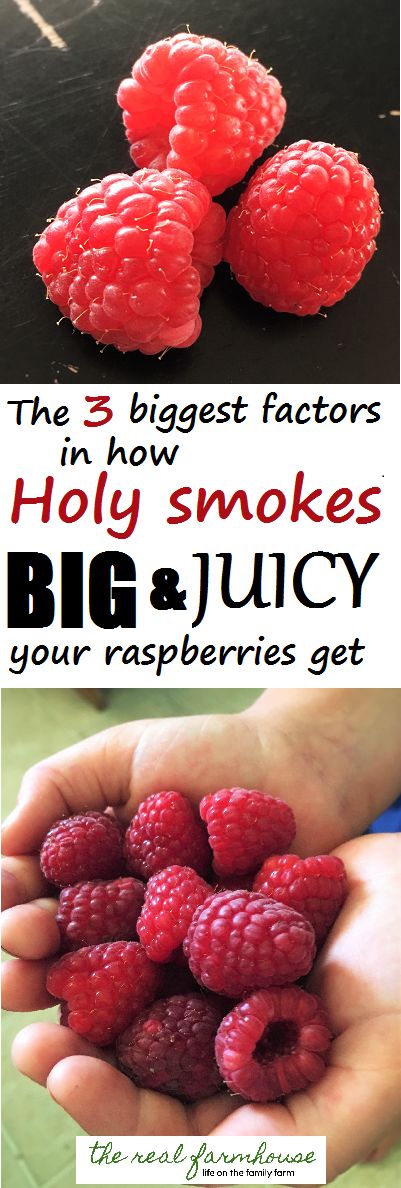 The 3 biggest factors in how big and juicy your raspberries get. Plus what things you don't need to worry about cuz they don't make any difference. Growing Vegetables, Vegetable Garden, Compost, Growing Food, Growing Fruit, Growing Raspberries, Gardening Tips, Veggie Garden, Fruits And Veggies