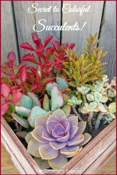 Learn everything you need to know to bring out the best coloring in your succulents - naturally!  #succulents #succulentcare #colorfulsucculents Plants, Succulent Gardening, Gardening, Outdoor, Succulent Care, Succulent Soil, Plant Care, Colorful Succulents, Succulents Garden