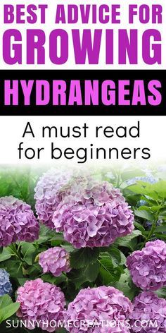 Gardening, Planting Flowers, Shaded Garden, Growing Hydrangeas, Planting Hydrangeas, When To Prune Hydrangeas, Growing Flowers, How To Grow Hydrangeas, How To Plant Hydrangea