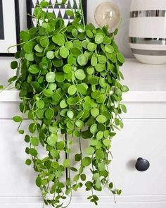 10 Most Beautiful Indoor Plants That Are Easy To Take Care | Decoholic Planting Flowers, Hanging Plants Indoor, Indoor Plants, Hanging Planters, Hanging Plants, Indoor Garden, Garden Plants, Growing Indoors, Plant Decor