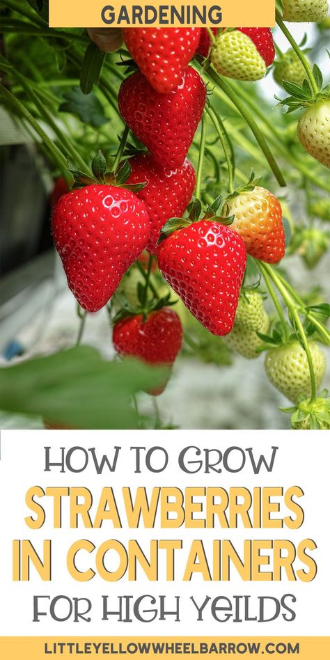 Fruit, Planting Strawberries From Fruit, Growing Strawberries In Containers, Growing Strawberries Vertically, When To Plant Strawberries, Growing Strawberries Indoors, How To Plant Strawberries, Growing Tomatoes In Containers, Growing Vegetables In Pots