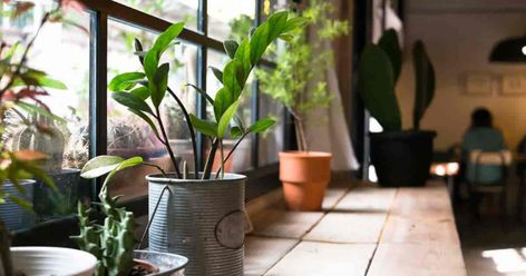 The northern window is a perfect place to grow indoor plants, especially suited to cultivating tropical rainforest under-story plants. [LEARN MORE] Indoor Plants Clean Air, Growing Indoors, Plant Care, Small Potted Plants, Indoor Plants, Smart Garden, Best Air Purifying Plants, Indoor Garden, Growing Plants