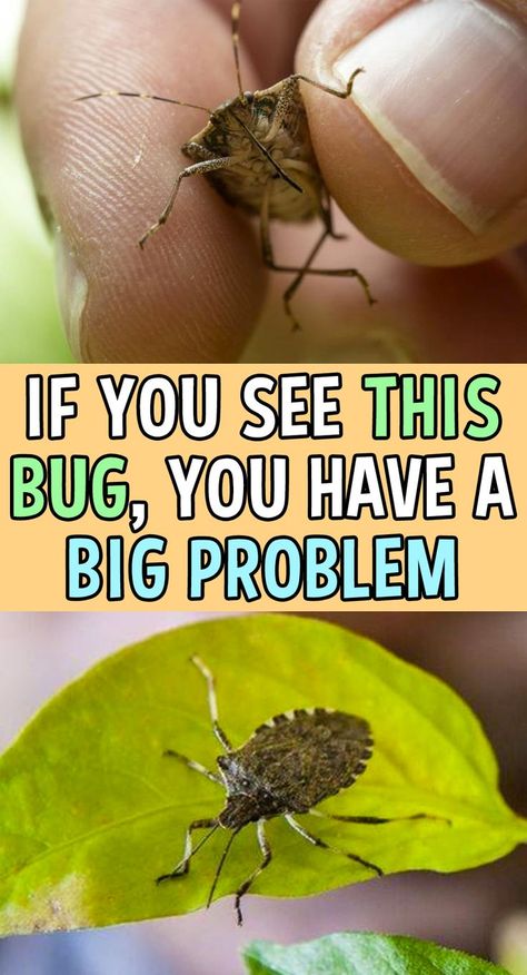 Bugs And Insects, Outdoor, Fresh, Gardening, Stink Bugs In House, Stink Bugs, Stink Bug Repellent, Bug Repellent, How To Get Rid Of Gnats