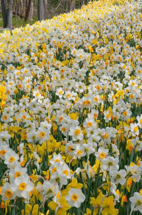 Daffodil Bulbs, Spring Bulbs, Yellow Daffodils, Daffodil Flowers, Daffodil Flower, Daffodil Photos, Early Spring Flowers, Daffodil, Flower Farm