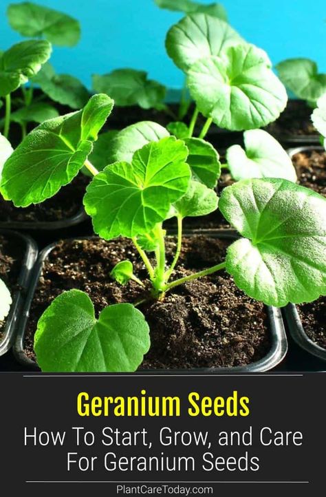 Geranium flower plants can be as colorful and diverse as they are lovely. This article tells you how to plant, start and grow geranium plants from seeds. Growing Geraniums From Seed, Geranium Seeds How To Collect, How To Propagate Geraniums, Geranium Planter Ideas, Geraniums In Pots, Pruning Geraniums, Propagating Geraniums, Geranium Planters, Planting Flowers From Seeds