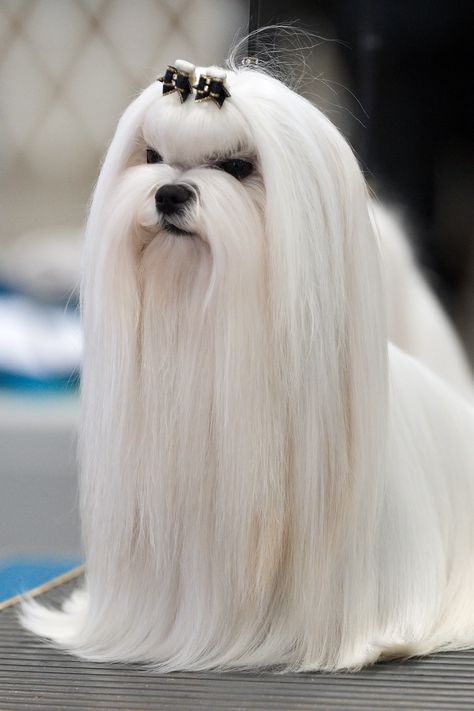 Maltese Show Coat Dogs And Puppies, Geek, Boxer, Dog Show, Animaux, Dog List, Bichon, Bulldog