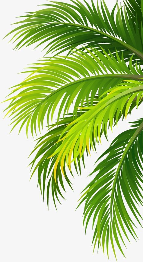 coco,coconut,trees,leaves,green,Leaves clipart,leaves clipart Palm Trees, Leaves Vector, Green Leaves, Plant Wallpaper, Palm Tree Leaves, Leaves, Leaf Clipart, Water Background, Tree Leaves