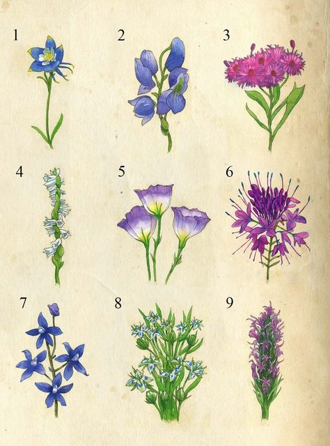 A Guide to Colorado's Spectacular Wildflower Season | 5280 Floral, Nature, Piercing, Ink, Ideas, Inspiration, Colorado, Gardening, Body Art