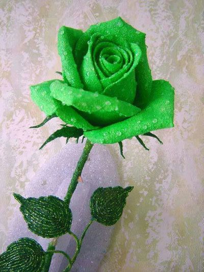 Top 10 Most Beautiful Green Roses Hoa, Beautiful, Love Flowers, Bloemen, Resim, Beautiful Roses, Beautiful Flowers, Lovely Flowers Wallpaper, Rosas