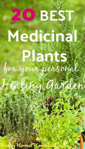20 Medicinal Herbs to Grow in Your Healing Garden (Make Your Own Herbal Remedies with Plants You Grow!) — All Posts Healing Harvest Homestead Gardening, Medicinal Plants, Shaded Garden, Pesto, Best Herbs To Grow, Medicinal Herbs Garden, Herbs For Health, Healing Plants, Growing Herbs