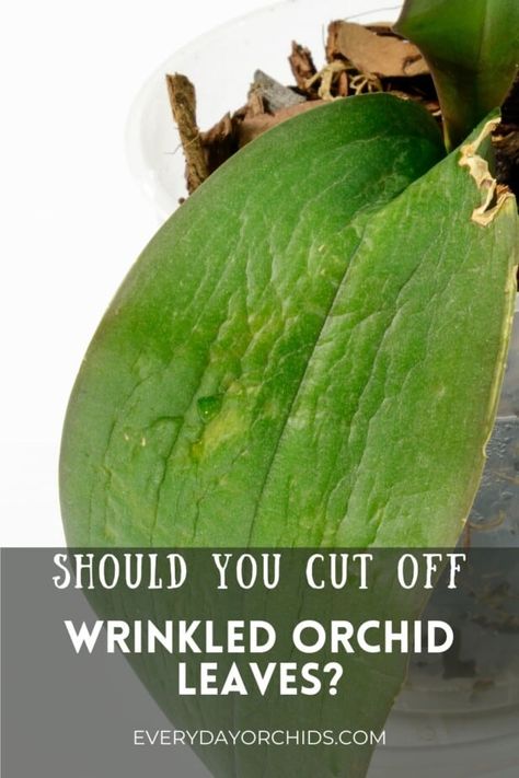 Gardening, Garden Care, Orchid Care, Orchid Diseases, Orchid Roots, Growing Orchids, Phalaenopsis Orchid Care, Orchid Plant Care, Repotting Orchids