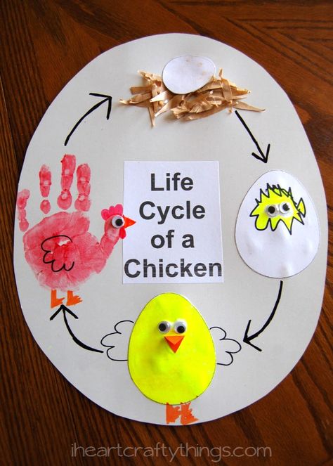 Kids will love this hands on learning experience by creating a Life Cycle of a Chicken Craft from iheartcraftythings.com Montessori, Farm Preschool, Farm Theme Preschool Activities, Farm Theme Preschool, Farm Activities, Farm Animal Crafts, Preschool Science, Preschool Activities, Preschool Crafts