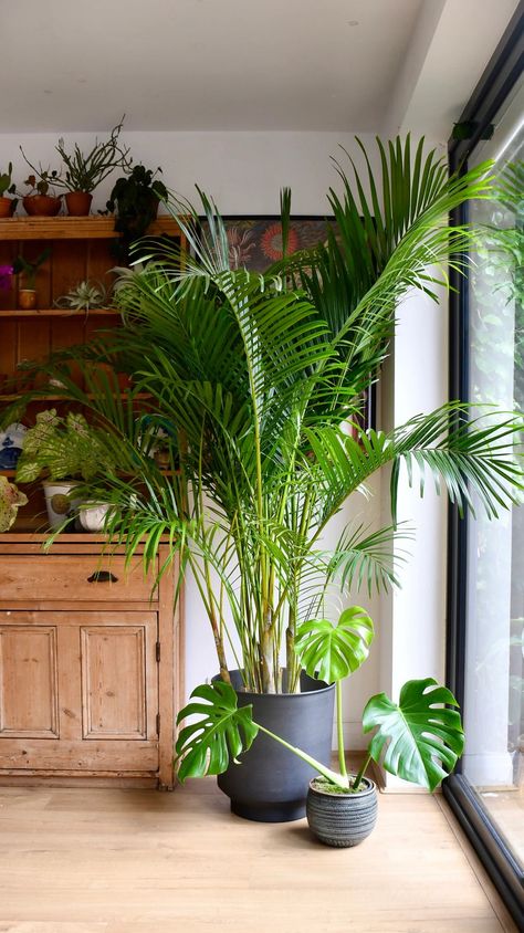 About the Areca Palm We adore the pure class of this stunning Areca palm! You probably recognise this palm even if you don’t know the name!  It’s well-loved, graceful, and elegant - think 1920s hotel, mirrors, and dinner jackets! It will give your home that sophisticated feel, like walking into a movie set! Palm house plants are always popular, and the Areca Palm is no exception. Native to the tropics of Madagascar but, can also be found as close to home as the South of France! The Areca Palm Palmas, Areca Palm Care, Areca Palm Indoor, Indoor Palm Plants, Palm House Plants, Organic Plant Food, Indoor Palms, Large Indoor Plants, Corner Plant