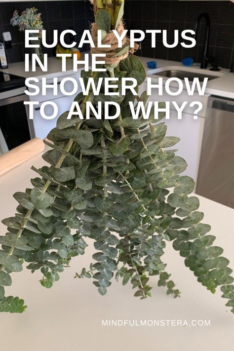eucalyptus Gardening, Bath, Decoration, Shower Plant, Shower Aromatherapy, Bathroom Plants Shower, Plants In The Shower, Plants In Bathroom, Eucalyptus In The Shower