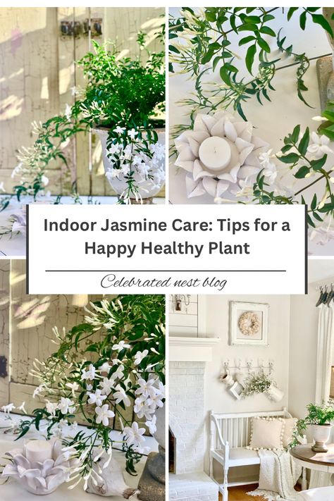 Décor, Indoor, Gardening, Jasmine, Growing, Care, Jasmine Plant, White Flowers, Growth