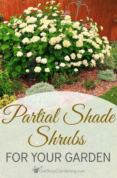 Decoration, Exterior, Shaded Garden, Gardening, Layout, Ideas, Shade Loving Perennials, Partial Sun Perennials, Part Sun Perennials