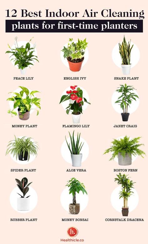 12 Indoor Air Cleaning Plants for First-Time Plant Parent Inspiration, Home Décor, Gardening, Indore, Best Indoor Plants, Plant Care, Plants Indoor, Indoor Plants, Air Cleaning Plants