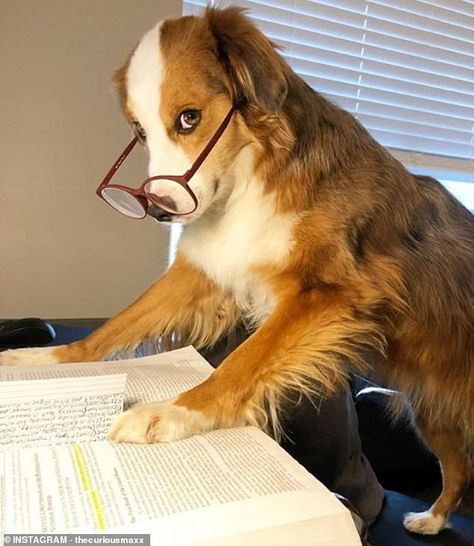Mini Australian Shepherd Max looks like a proper academic as he gets to grip with a large ... Dog Quotes, Dog Training, Dogs And Puppies, Dogs, Dog Photos, Dog Pictures, Dogs With Glasses, Dog With Glasses, Doggy
