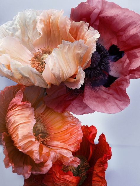 Flora, Poppies, Bloemen, Kunst, Ilustrasi, Bloom, Hoa, Resim, Beautiful Flowers