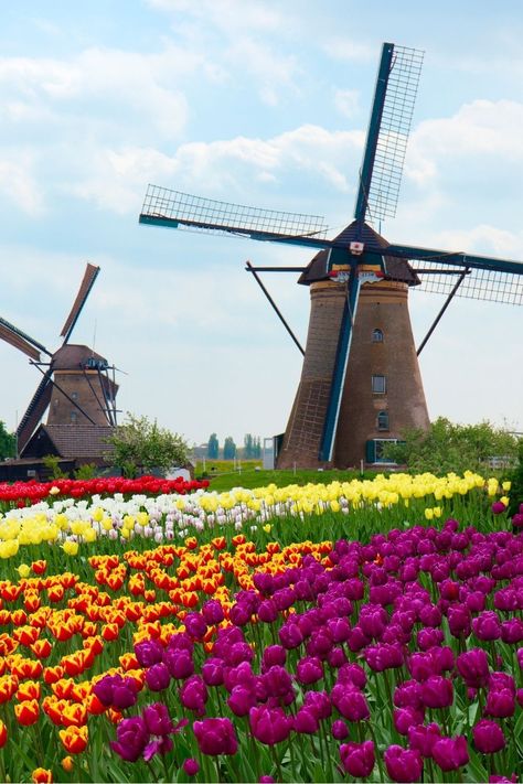 Amsterdam, Travel, Trips, Destinations, Fotografia, Fotos, Windmill, Lugares, Viajes