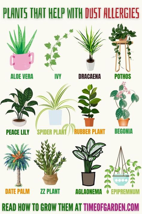 Plants That Help With Dust Allergies. Different plants can be used for reducing the amount of dust in the air. Plants can act as a natural filter and deactivate toxic compounds. The other benefit of plants is that they help to humidify your living area because of the evaporation of water from their leaves. When you place beautiful and colorful plants in your room then they will soothe your eyes and make your mood fresh. Nature, Healing Plants, Growing Herbs, Plant Care, Plant Needs, Beginner Plants Indoor, Best Indoor Plants, Healthy Plants, Plants Indoor