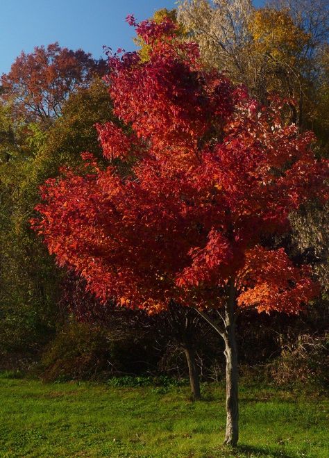 Nature, Gardening, Red Maple Tree, Maple Trees Types, Maple Tree, Red Maple, Maple Tree Landscape, Red Maple Tree Landscaping, Oak Tree