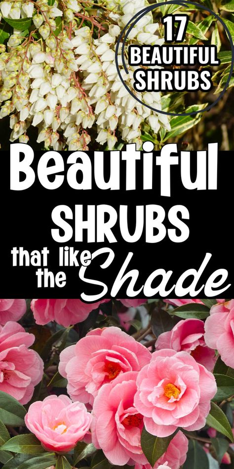 Great list of shrubs that are perfect for planting in the shade. No matter if you have deep shade, dappled or partial shade, you are sure to find the perfect shrub in this list. Great guide for beginning gardeners. Shaded Garden, Diy, Best Shrubs For Shade, Shade Loving Shrubs, Shrubs For Shade, Shade Tolerant Plants, Shrubs For Landscaping, Flowering Shrubs For Shade, Part Shade Perennials
