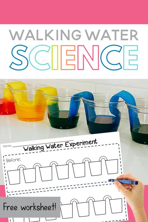 Action, Pre K, Science Experiments, Walking Water Experiment, Water Science Experiments, Water Experiments For Kids, Water Experiments, Science Activities For Kids, Water Lessons