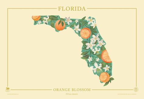 florida* - 50 States of Beauty Nature, Florida, Trips, Vintage Illustrations, Ink, Layout, Junk Journal, Florida Oranges, Sunshine State