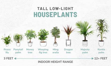 33 Low-Light Houseplants to Bring Your Space to Life | ApartmentGuide.com Lady, Gardening, House Plants, Home Décor, Best Indoor Plants, House Plants Indoor, Houseplants Low Light, Indoor Plants Low Light, Indoor Plants
