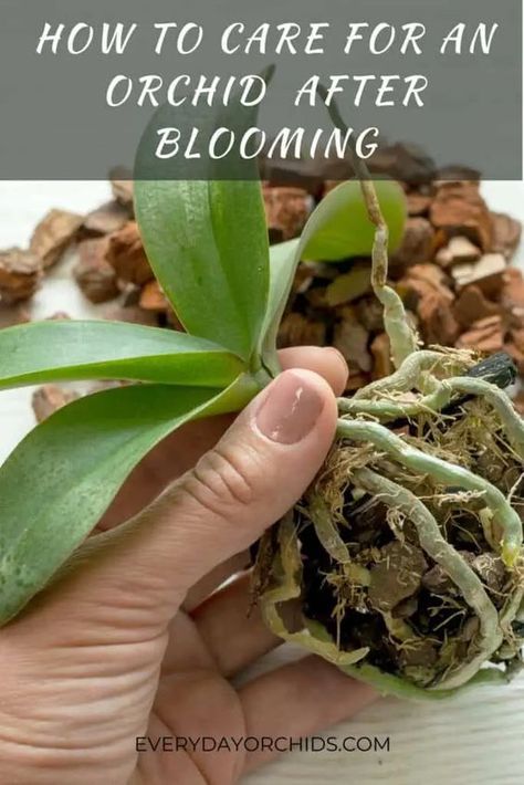 Diy, Exterior, Orchid Care After Flowering, Orchid Care, Orchid Care Rebloom, Orchid Fertilizer, Orchid Plant Care, Orchid Propagation, Growing Orchids
