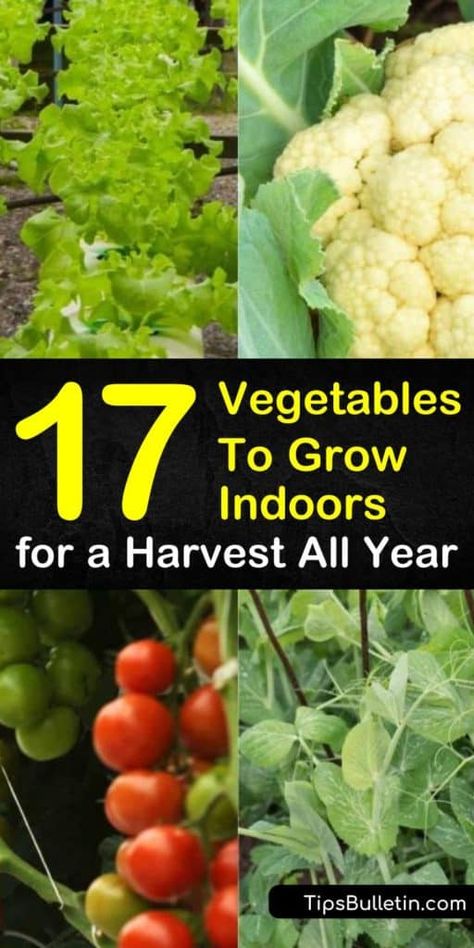 Garden Care, Gardening, Growing Vegetables, Shaded Garden, Vegetable Garden, Indoor Vegetable Gardening, Easy Vegetables To Grow, Growing Vegetables Indoors, Growing Food